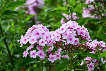Fototapeta premium ピンク色のフロックスの美しいクローズアップ写真 / Close-up of Beautiful Pink Phlox Flowers