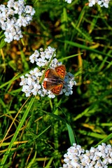 Small copper butterfly perched on white yarrow flowers in a sunny meadow. Macro view of wild insect pollinator, biodiversity, and summer nature backdrop. © Igor