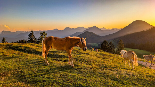 Idyllic mountain landscape in the Bavarian Alps with horses grazing on an alpine meadow during a picturesque sunrise bathed in golden light