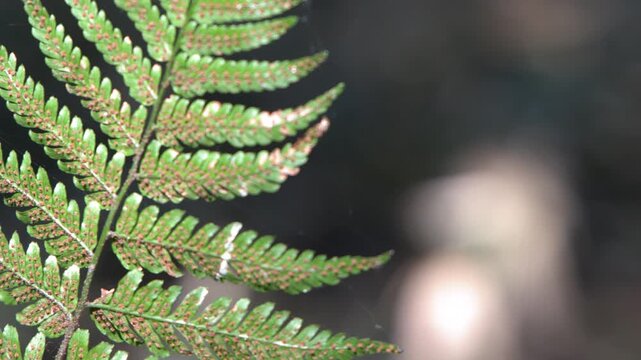 Macro Close Up of Green Fern Frond with Spores