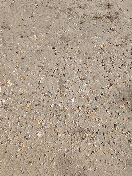 Detailed close-up view of countless multi-colored small seashells mixed with coarse beach sand, featuring natural textures and diverse forms.