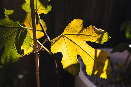 yellow fig tree leaf glowing in strong sunlight against dark background