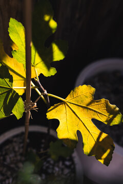 yellow fig tree leaf glowing in strong sunlight against dark background