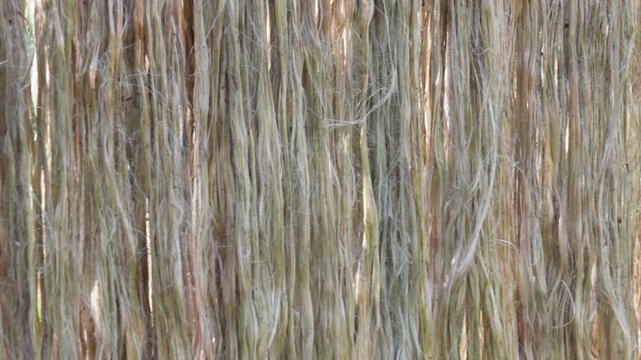 Golden jute fibers drying in sunlight