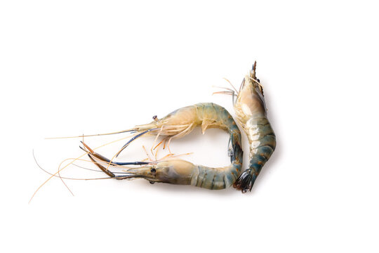 Fresh Raw Shrimp from Huzhou Zhejiang Freshwater Rivers Isolated on White Background