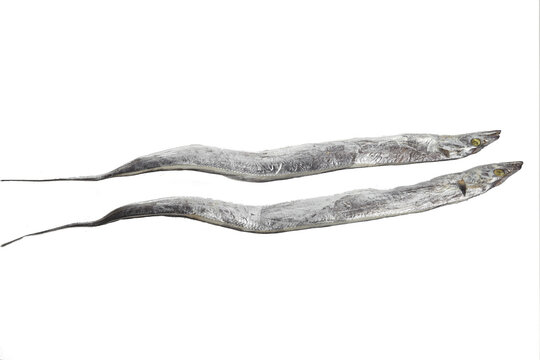 Fresh Frozen Striped Bass Fish from Zhoushan China - Premium Seafood Delicacy on White Background