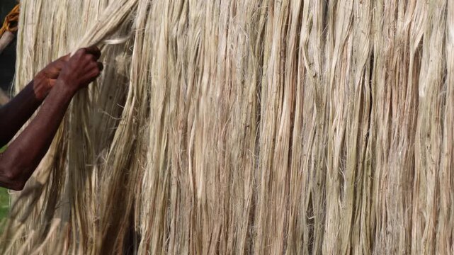 Farmer drying golden raw jute fiber in sunlight