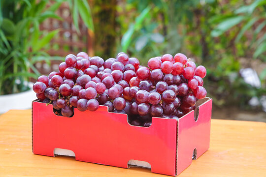 Fresh Purple Grapes from Xinjiang Turpan Province in Red Display Boxes - Premium Quality Fruits