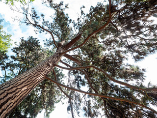 Fototapeta premium Majestic ponderosa pine (Pinus ponderosa) viewed from below, showing a massive textured trunk, spreading branches and evergreen crown against blue sky in a natural woodland setting.