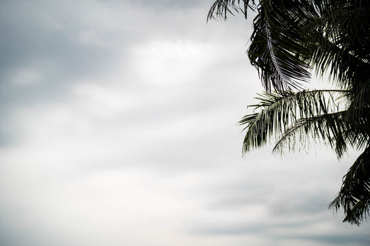 Lush green palm leaves contrasting against an overcast sky.