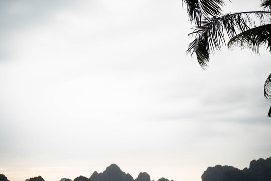 Lonely palm tree silhouette against a misty, overcast sky near rocky cliffs.