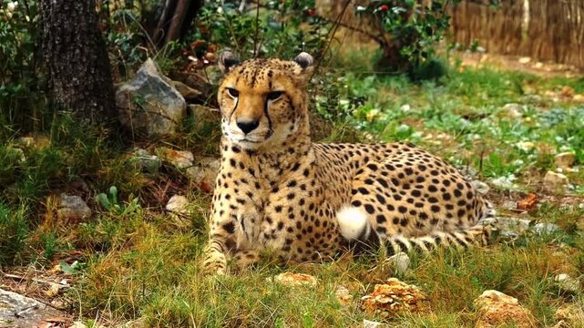A cheetah lies in a natural outdoor setting in a video about wildlife