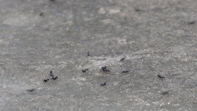 Black ants crawling across rough stone surface