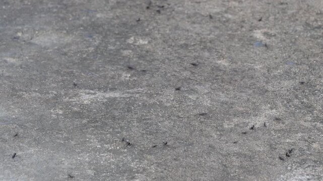 Black ants crawling