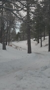 snow covered road in forest