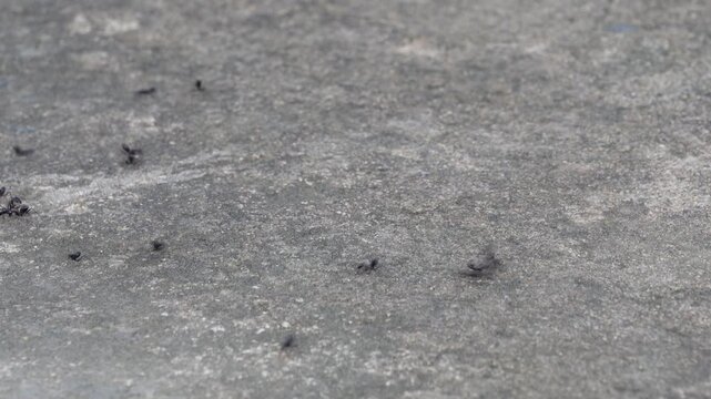 Black ants crawling across rough concrete