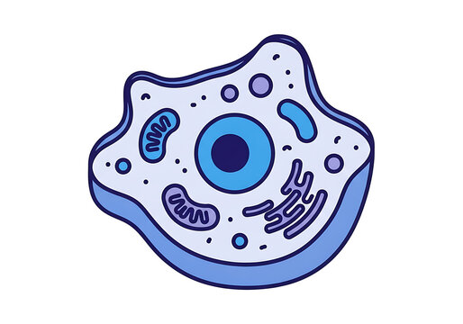 Biological animal cell icon with organelles, isolated on transparent background for science study