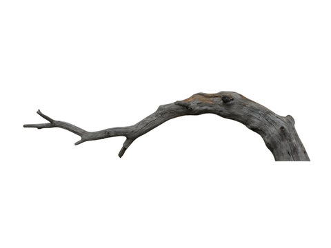 Curved Dead Tree Branch with Natural Twisted Shape Perfect for Nature and Decor Projects transparent background