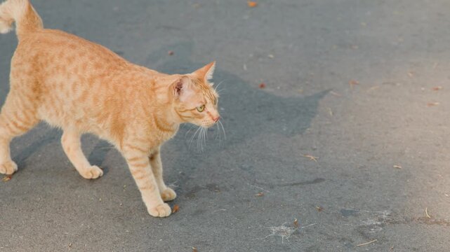 Ginger Stray Cat Walking on Pavement in Lumpini Park