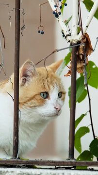 Orange tabby cat reaches up towards a string with a neutral background