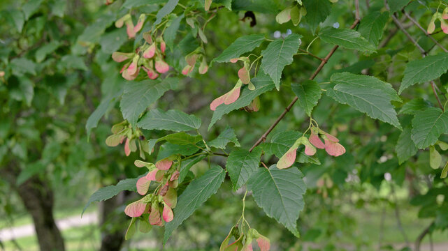 Pink and green maple samaras (Acer) ripening on a tree