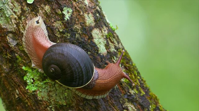 A Malabar tree snail moves across a mossy tree trunk, its dark shell and reddish body shown in close detail.