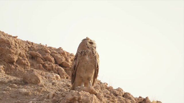 An alert Pharaoh eagle-owl perches on a desert ridge against a bright sky, ear tufts raised as it watches its arid domain.