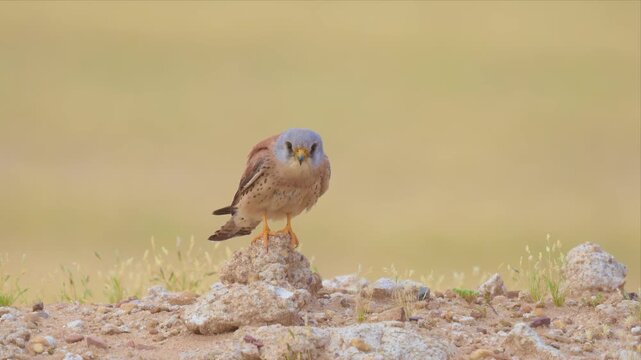 A male lesser kestrel with a blue-grey head perches on a rock in open grassland, watchful in soft natural light.