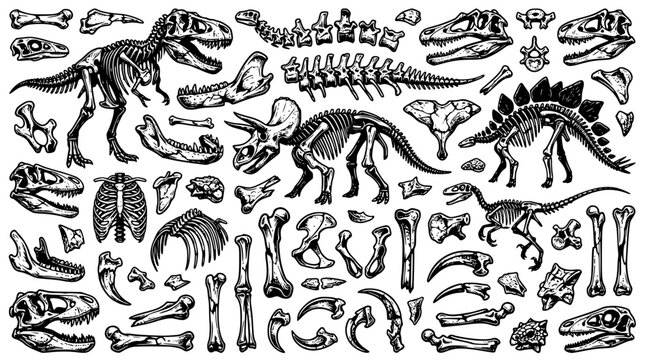 Detailed dinosaur skeleton collection with various prehistoric fossils and bone fragments in hand drawn ink style isolated on white background for educational design