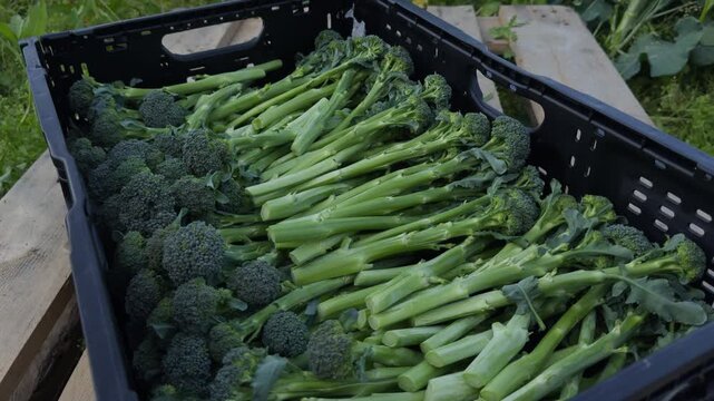 Static shot of fresh green broccolini harvested in a black IFCO crate on a wooden pallet. Concept of local organic farming, raw vegetables and agricultural food production in Lier, Norway.