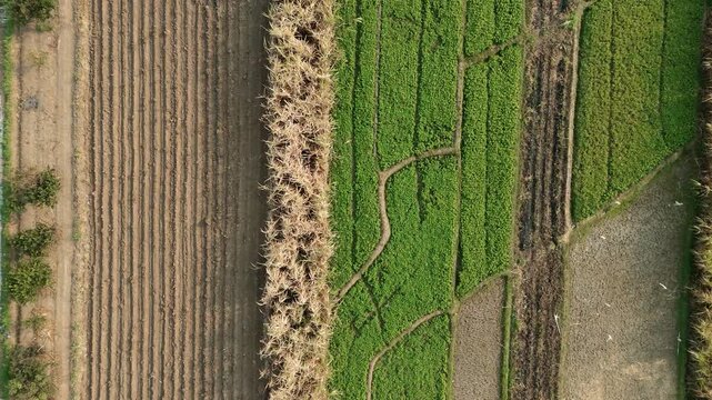 Drone footage showing an aerial view of agricultural fields, including harvested sugarcane and pomelo orange orchards, with heavy machinery parked near a rural road.