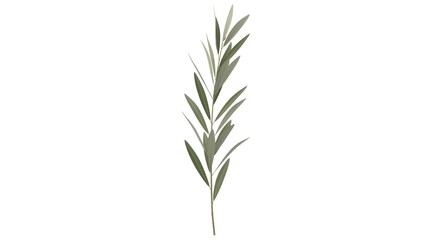 Naklejka premium Thin green olive branch isolated on plain white background for design