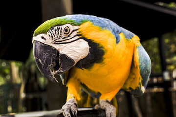 Close up portrait of colorful blue and yellow macaw parrot with detailed feathers and strong beak. © Muhamad
