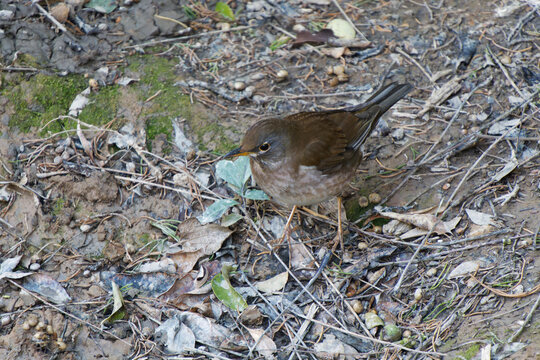Pale thrush (Turdus pallidus) standing alert on ground covered with fallen leaves and twigs in a forest.