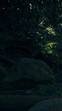 Morning light filters through thick trees, creating magical patterns on the forest floor. Soft whispers of leaves and gentle rustles echo in this serene woodland sanctuary.