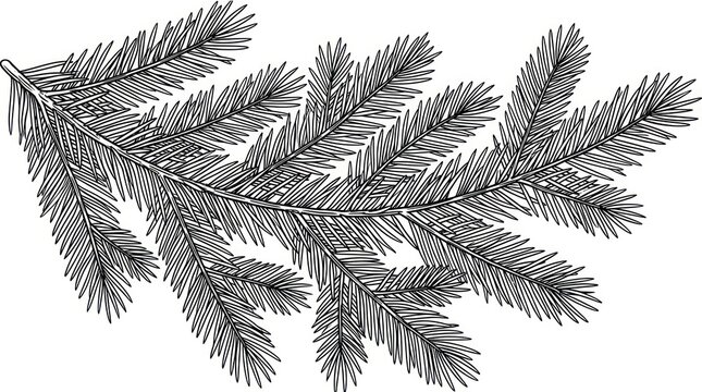 Vintage Sketch of a Pine Tree Branch with Needles - Black and White Illustration