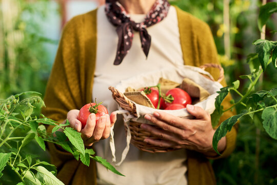 Woman holding fresh tomato and wicker basket in greenhouse, harvesting organic vegetables. Image suitable for local farming and sustainable agriculture marketing
