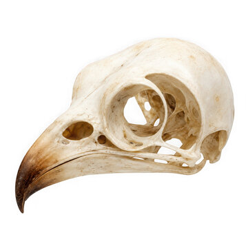 Closeup of a bird of prey skull isolated on transparent background