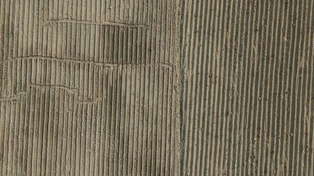 Drone footage showing an aerial view of agricultural fields, including harvested sugarcane and pomelo orange orchards, with heavy machinery parked near a rural road.