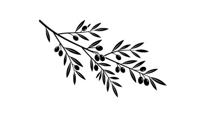 Obraz premium Black and white olive branch with olives, simple botanical illustration, isolated on white background