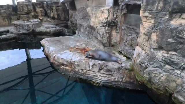 A solitary sea lion sleeping peacefully on a rocky ledge near water, 4K b-roll