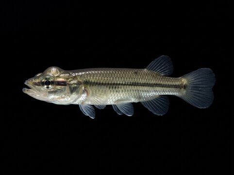 Four-Eyed Fish (Anableps anableps) Isolated on Black Background
