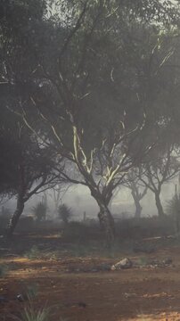 Soft, ethereal light dances through towering trees in a serene forest. Mist clings to the ground as nature awakens in the quiet of dawn, creating a magical atmosphere.