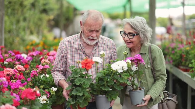 In showroom, senior couple customer inspect shelves filled with flowers, hold pot with young geranium plant in hands. Shopping malls with decorative flowering plants, wholesale flower market 