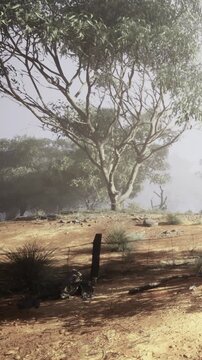 A grand tree rises in a foggy Australian terrain, surrounded by quiet nature. The ground is dry and cracked, illuminated by the soft light of morning, creating a serene atmosphere.