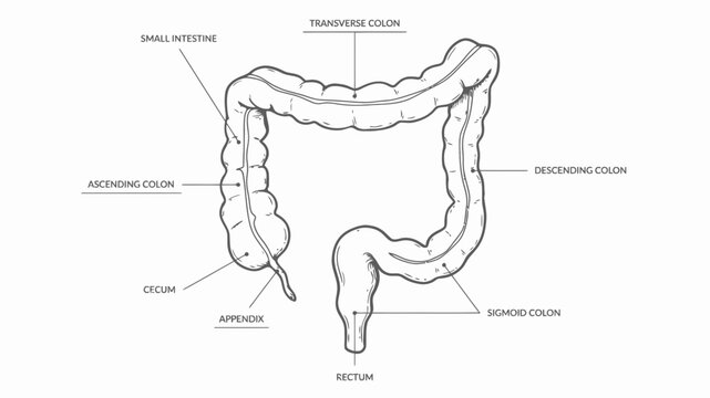 Anatomical illustration depicts the human large intestine with labeled sections on a white background anatomy colon digestive system