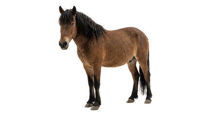 Fototapeta premium Beautiful brown horse standing isolated on white background 1.