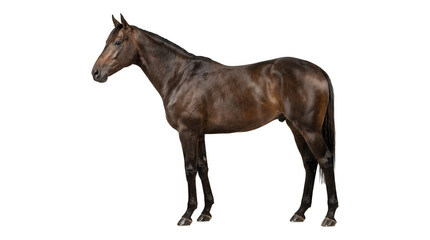 Fototapeta premium Beautiful brown horse standing isolated on white background 2.
