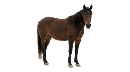 Naklejka premium Beautiful brown horse standing isolated on white background 4.
