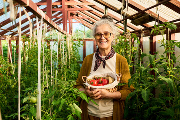 Fototapeta premium Portrait of senior Caucasian woman smiling while holding basket of fresh tomatoes in greenhouse, representing local farming and retirement hobbies for organic food marketing